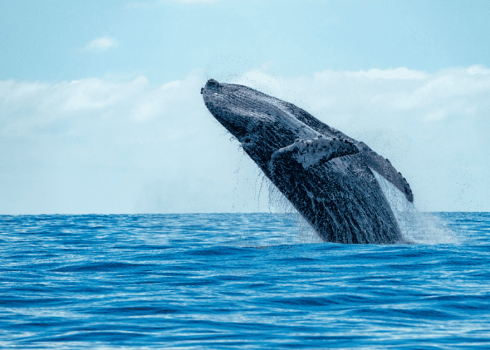 A picture taken by someone whale watching that represents a once in a lifetime thing to do in Los Angeles